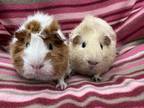 Adopt Chapina (Bonded to Sauce) a Orange Guinea Pig small animal in Imperial