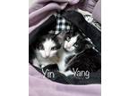 Adopt Yin & Yang a Black & White or Tuxedo Domestic Shorthair (short coat) cat
