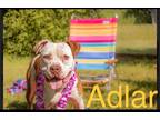 Adopt Adlar a White - with Brown or Chocolate American Staffordshire Terrier /