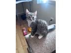 Adopt Muffet a Brown Tabby Domestic Shorthair (short coat) cat in Carlisle