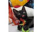 Adopt Eclipse a All Black Domestic Shorthair (short coat) cat in Ocean Springs