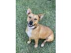 Adopt Serenity- a Tan/Yellow/Fawn Mixed Breed (Medium) / Mixed dog in RIDGELAND