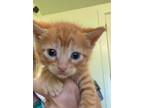 Adopt Noble a Orange or Red Domestic Shorthair / Domestic Shorthair / Mixed cat