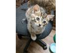 Adopt Roman a Orange or Red Domestic Shorthair / Domestic Shorthair / Mixed cat
