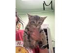 Adopt catifornia roll a Gray or Blue Domestic Shorthair / Domestic Shorthair /