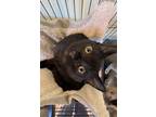 Adopt Dallas a All Black Domestic Shorthair / Domestic Shorthair / Mixed cat in