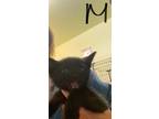 Adopt Delta a All Black Domestic Shorthair / Domestic Shorthair / Mixed cat in