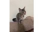 Adopt Dancer a Gray or Blue Domestic Shorthair / Domestic Shorthair / Mixed cat