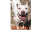 Adopt Lil' Man a White American Pit Bull Terrier / Mixed dog in Grove