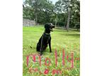 Adopt Molly a Black Labrador Retriever / Mixed dog in Grove, OK (38733669)