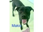 Adopt Makio a Black Labrador Retriever / Boxer / Mixed dog in Grove