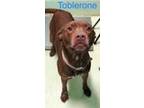 Adopt Toblerone a Brown/Chocolate American Pit Bull Terrier / Mixed dog in