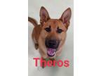 Adopt Theros a Red/Golden/Orange/Chestnut German Shepherd Dog / Mixed dog in