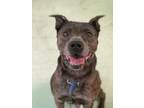 Adopt Tankasaurus a Brindle American Pit Bull Terrier / Mixed dog in Grove