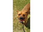 Adopt Calisea a Red/Golden/Orange/Chestnut Boxer / Mixed dog in Grove
