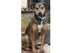 Adopt Rogue a Brown/Chocolate Mixed Breed (Large) / Mixed dog in Grove