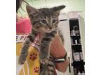 Adopt Clawiflower a Gray or Blue Domestic Shorthair / Domestic Shorthair / Mixed