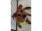 Adopt Gump a Red/Golden/Orange/Chestnut Irish Wolfhound / Mixed dog in Grove