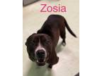 Adopt Zosia a Black American Pit Bull Terrier / Mixed dog in Grove