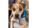 Adopt Dexter a White Pointer / American Pit Bull Terrier / Mixed dog in Grove