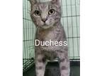 Adopt Duchess a Gray or Blue Domestic Shorthair / Domestic Shorthair / Mixed cat