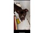 Adopt Dancer a Black American Pit Bull Terrier / Mixed dog in Grove