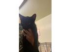 Adopt Anakin a All Black Domestic Shorthair / Domestic Shorthair / Mixed cat in