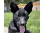 Adopt Kira a Black Border Collie / Australian Kelpie / Mixed dog in Boise