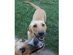 Adopt Silas a Tan/Yellow/Fawn Labrador Retriever / Mixed dog in Newcastle