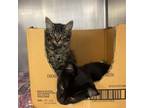 Adopt Wren a All Black Domestic Mediumhair / Mixed cat in Spokane, WA (38733571)
