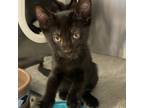 Adopt Apollo a All Black Domestic Shorthair / Mixed cat in Spokane