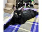 Adopt Jasper a All Black Domestic Shorthair (short coat) cat in Whitehall