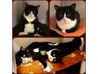 Adopt Sylvester & Oliver a Black & White or Tuxedo Domestic Shorthair (short
