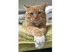 Adopt Harpo a Orange or Red (Mostly) Domestic Shorthair (short coat) cat in