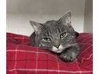 Adopt Cici a Gray or Blue Domestic Shorthair (short coat) cat in Whitehall