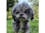 Adopt Ernest a Black - with Gray or Silver Shih Tzu / Lhasa Apso / Mixed dog in