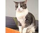 Adopt Isabella a Gray or Blue Domestic Shorthair / Mixed cat in Waldorf