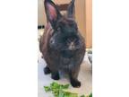 Adopt Kona a Other/Unknown / Mixed rabbit in Fountain Valley, CA (38733051)