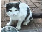 Adopt Peep a Black & White or Tuxedo Domestic Mediumhair (medium coat) cat in