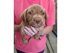 Adopt Mark Baker a Red/Golden/Orange/Chestnut Vizsla / Hound (Unknown Type) /