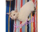 Adopt SNOWBALL a White (Mostly) Domestic Shorthair (short coat) cat in