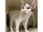 Adopt Princess Mirtilla a White Domestic Shorthair / Mixed cat in Ponca City