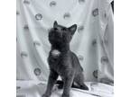 Adopt Gareth a Gray or Blue Domestic Shorthair / Mixed cat in Lyndhurst