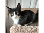 Adopt Abracadabra a All Black Domestic Shorthair / Mixed cat in Lyndhurst