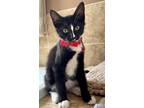 Adopt Carver a Black & White or Tuxedo Domestic Shorthair (short coat) cat in