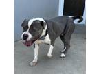 Adopt Dove a Gray/Silver/Salt & Pepper - with White Pit Bull Terrier / Mixed dog