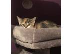 Adopt Cookie Dough a Calico or Dilute Calico Domestic Shorthair (short coat) cat