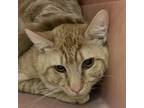 Adopt Finlee a Orange or Red Domestic Shorthair / Mixed cat in Columbus