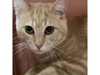 Adopt Fisher a Tan or Fawn Tabby Domestic Shorthair / Mixed cat in Columbus