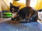 Adopt Spock IN FOSTER a Brown or Chocolate Domestic Shorthair / Domestic
